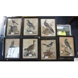 GEORGE EDWARDS: A series of coloured prints of birds, 7 of 12 only, one print retaining the