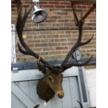 TAXIDERMY; A STAG'S HEAD AND ANTLERS (examine)