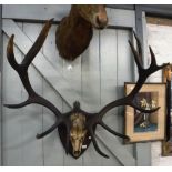 A STAG'S ANTLERS and scull mounted on an oak shield