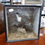 TAXIDERMY: A SONGBIRD IN A GLAZED BOX