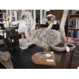 TAXIDERMY: AN EMU CHICK on a wooden base, 12" high