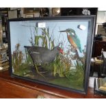 TAXIDERMY: A MOORHEN AND A KINGFISHER in an ebonised glazed case, rear paper label ,T.E. GUNN