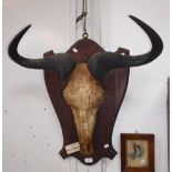 A MOUNTED WILDEBEEST SKULL with horns, 28" high x 27" wide (overall)