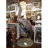 TAXIDERMY; A HERON, 27" high