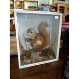 TAXIDERMY; A RED SQUIRREL in a cream glazed display box, 12" high