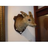 TAXIDERMY: A YOUNG DEER'S HEAD mounted on an oak shield plaque