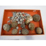 A COLLECTION OF FOSSILS including Echinoids