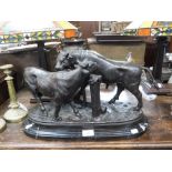 AFTER MENE; A LARGE REPRODUCTION BRONZE STUDY OF BULLS on a black veined marble base, 12" high x 20"