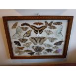 A COLLECTION OF BUTTERFLIES and moths in a parquetry banded frame 16"