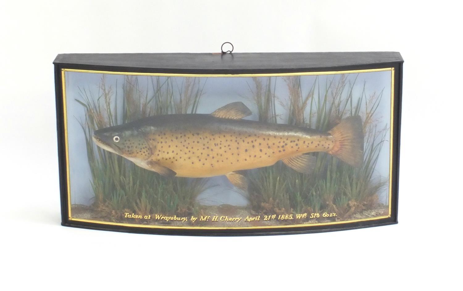 Victorian taxidermy trout housed in a domed fronted glazed case by J Cooper & Sons of Radnor