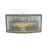 Victorian taxidermy trout housed in a domed fronted glazed case by J Cooper & Sons of Radnor