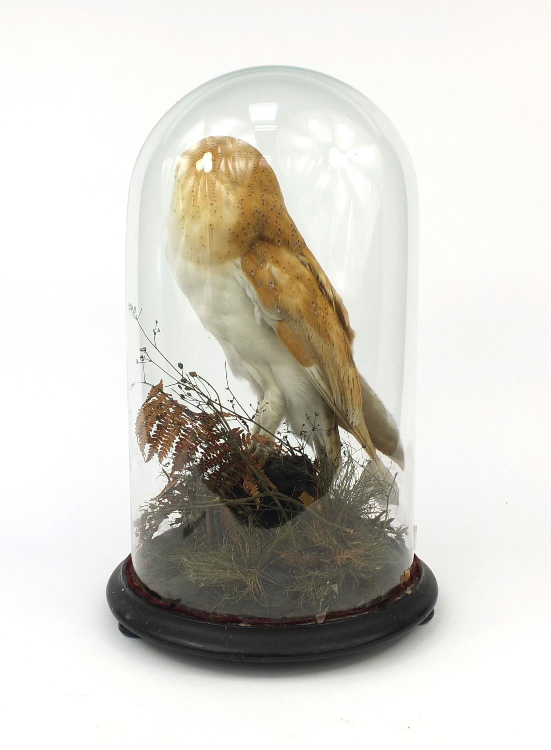 Taxidermy interest barn owl, housed under a glazed dome on circular wooden base, overall 46cm high - Image 3 of 3