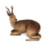 Taxidermy interest Roe Deer with horns, 66cm high x 75cm wide x 43cm deep