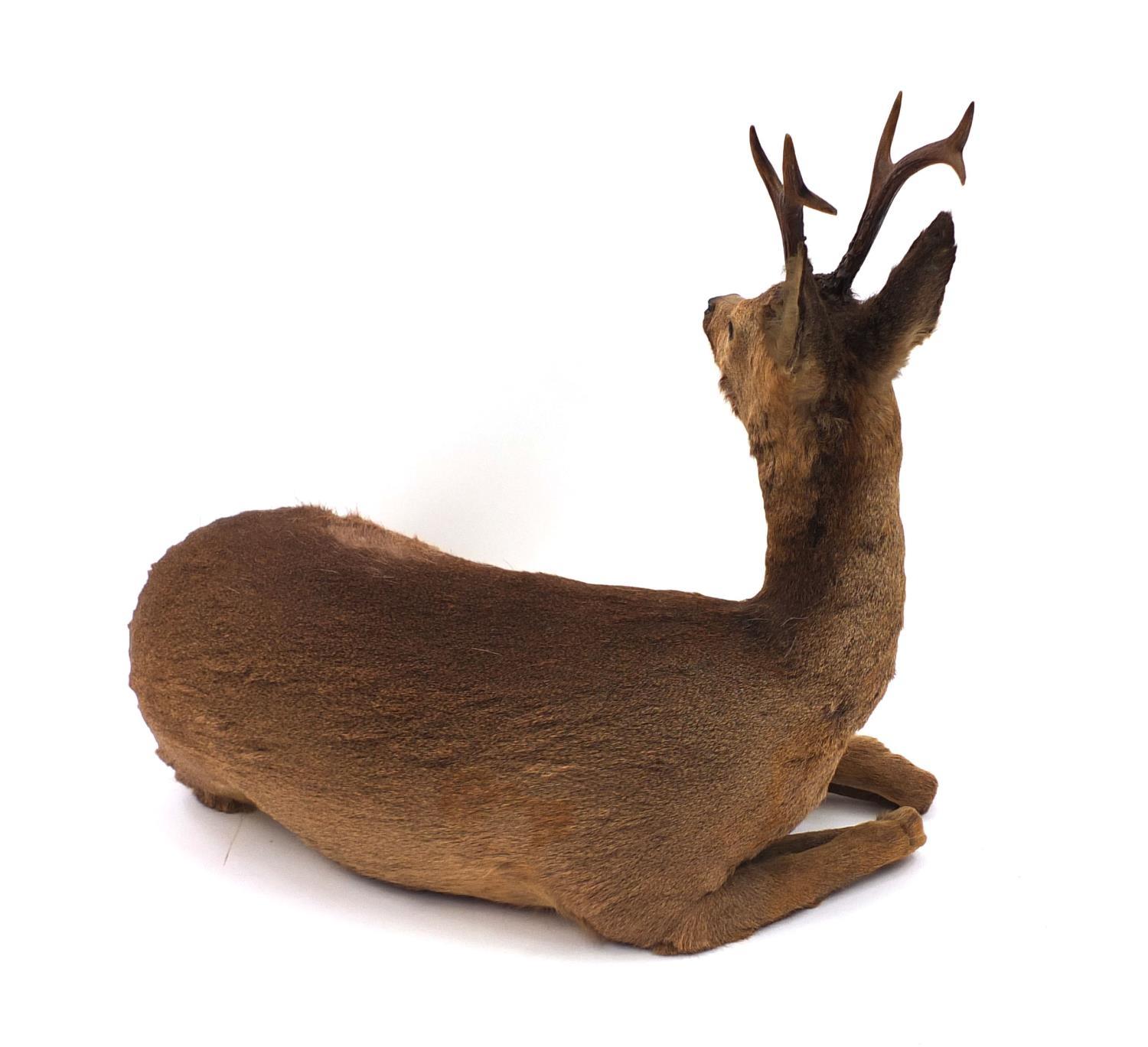 Taxidermy interest Roe Deer with horns, 66cm high x 75cm wide x 43cm deep - Image 4 of 4