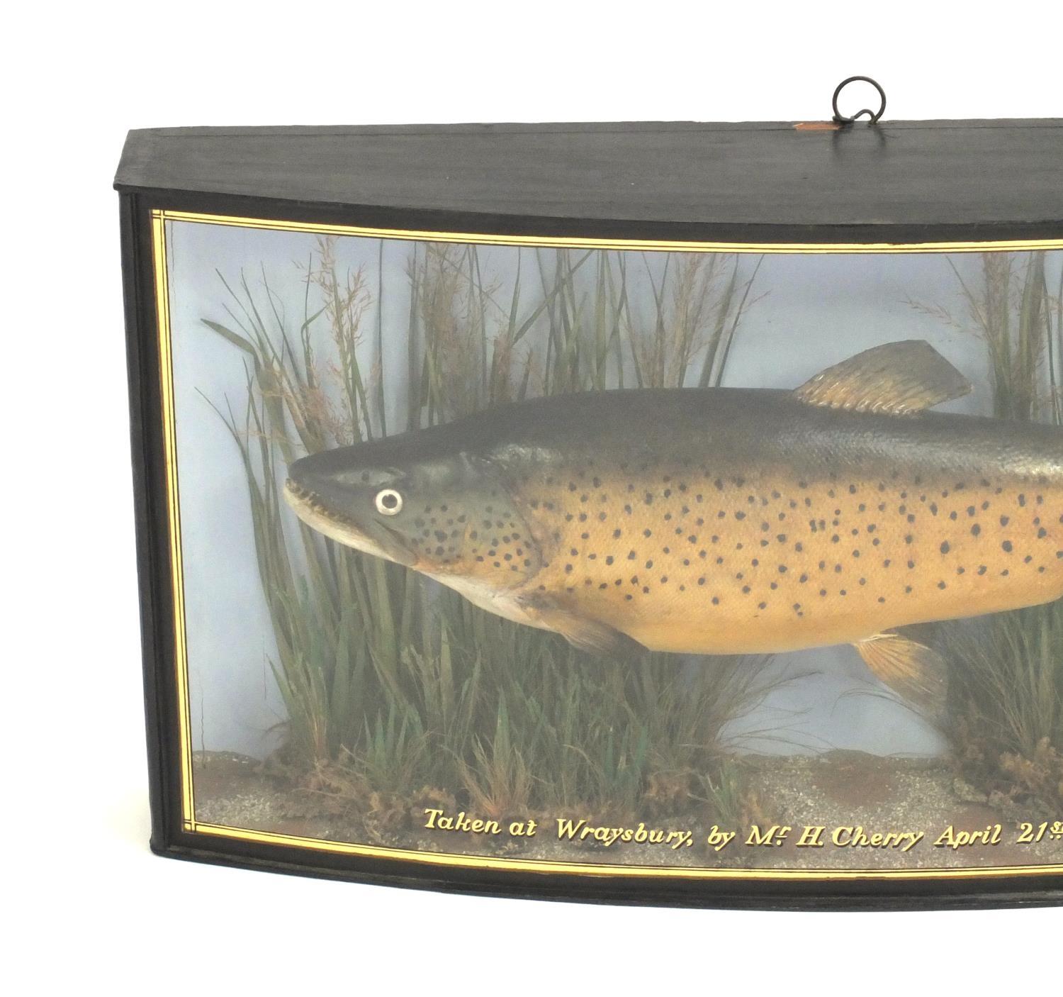 Victorian taxidermy trout housed in a domed fronted glazed case by J Cooper & Sons of Radnor - Image 3 of 6