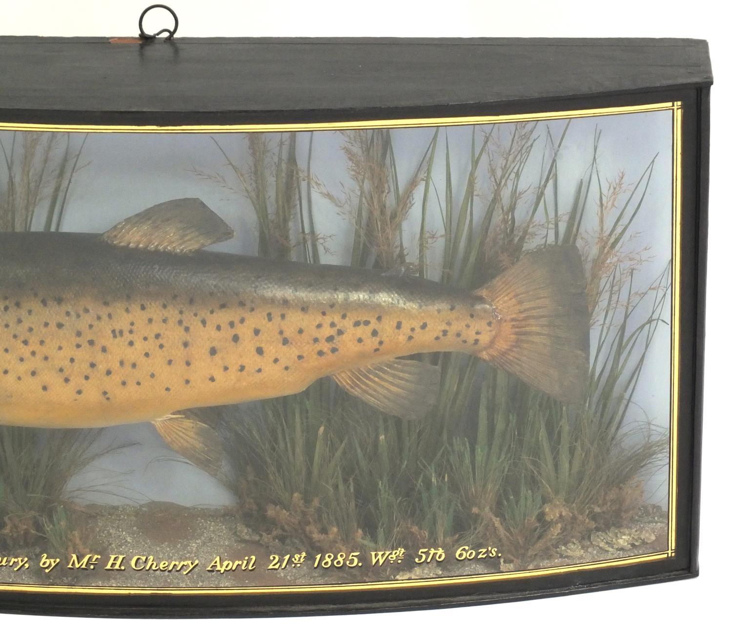 Victorian taxidermy trout housed in a domed fronted glazed case by J Cooper & Sons of Radnor - Image 4 of 6