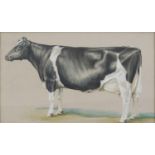 Watercolour onto card, standing cow, bearing an indistinct signature to the lower right, framed,