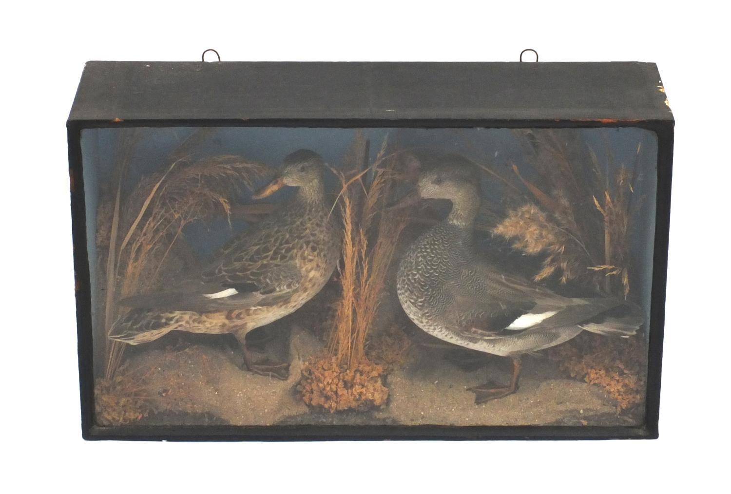 Taxidermy interest ducks housed in a glazed display case, 41cm x 69cm x 20.5cm