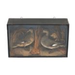 Taxidermy interest ducks housed in a glazed display case, 41cm x 69cm x 20.5cm