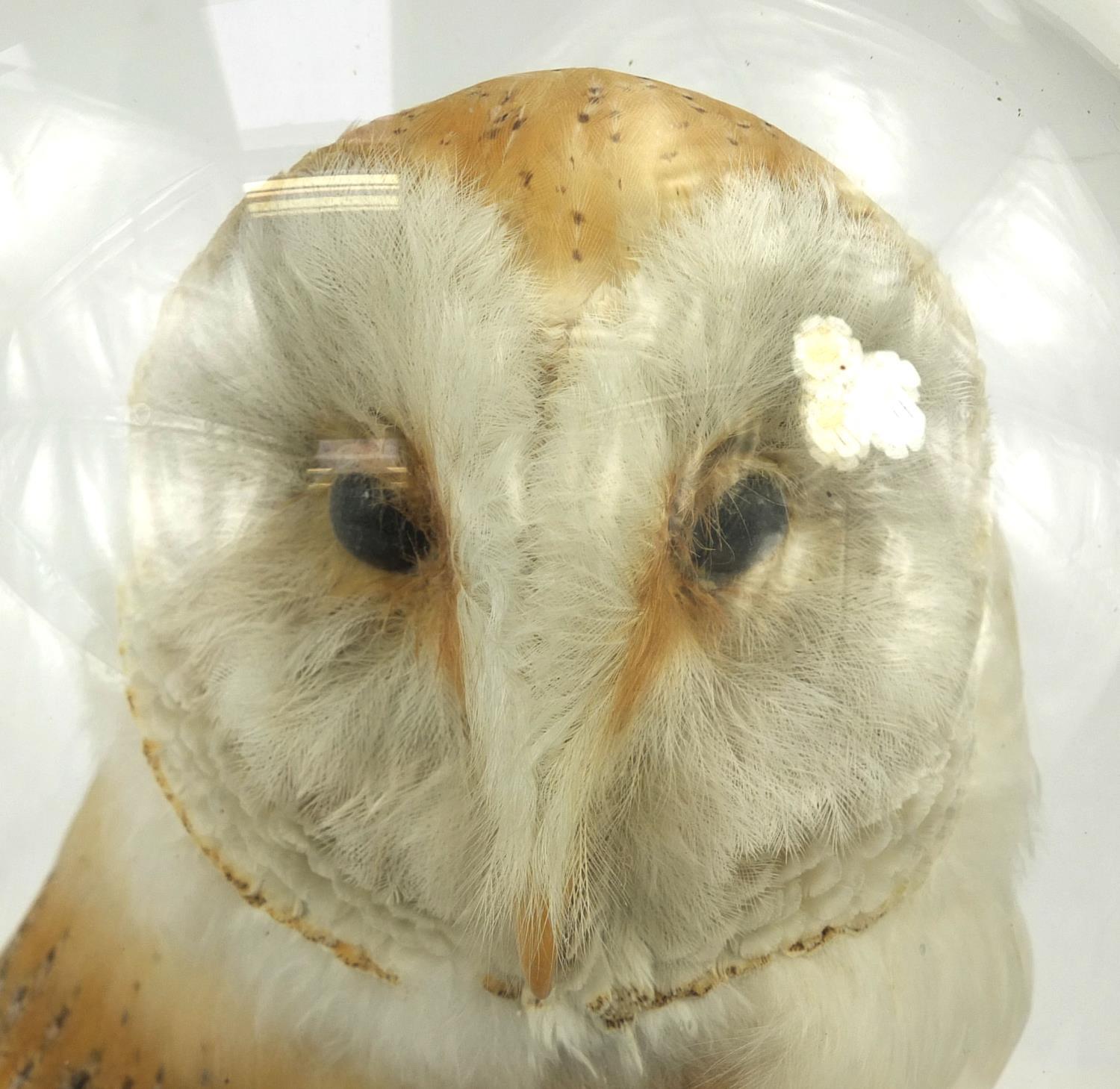 Taxidermy interest barn owl, housed under a glazed dome on circular wooden base, overall 46cm high - Image 2 of 3