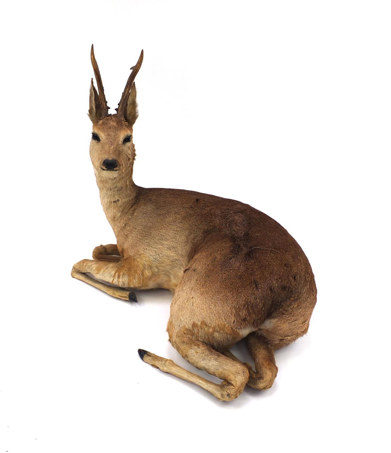 Taxidermy interest Roe Deer with horns, 66cm high x 75cm wide x 43cm deep - Image 2 of 4