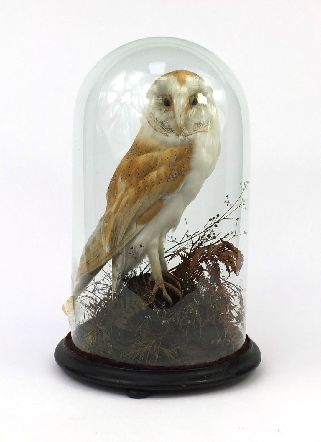 Taxidermy interest barn owl, housed under a glazed dome on circular wooden base, overall 46cm high