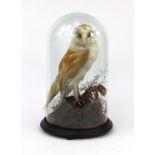 Taxidermy interest barn owl, housed under a glazed dome on circular wooden base, overall 46cm high