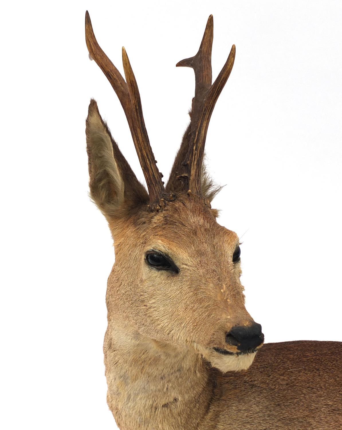 Taxidermy interest Roe Deer with horns, 66cm high x 75cm wide x 43cm deep - Image 3 of 4