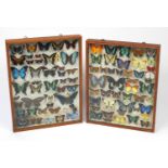 Two Entomilogical interest cased displays of butterfly specimens including examples from Asia and