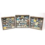 Three Entomilogical interest cased displays of butterfly specimens including examples from Asia/