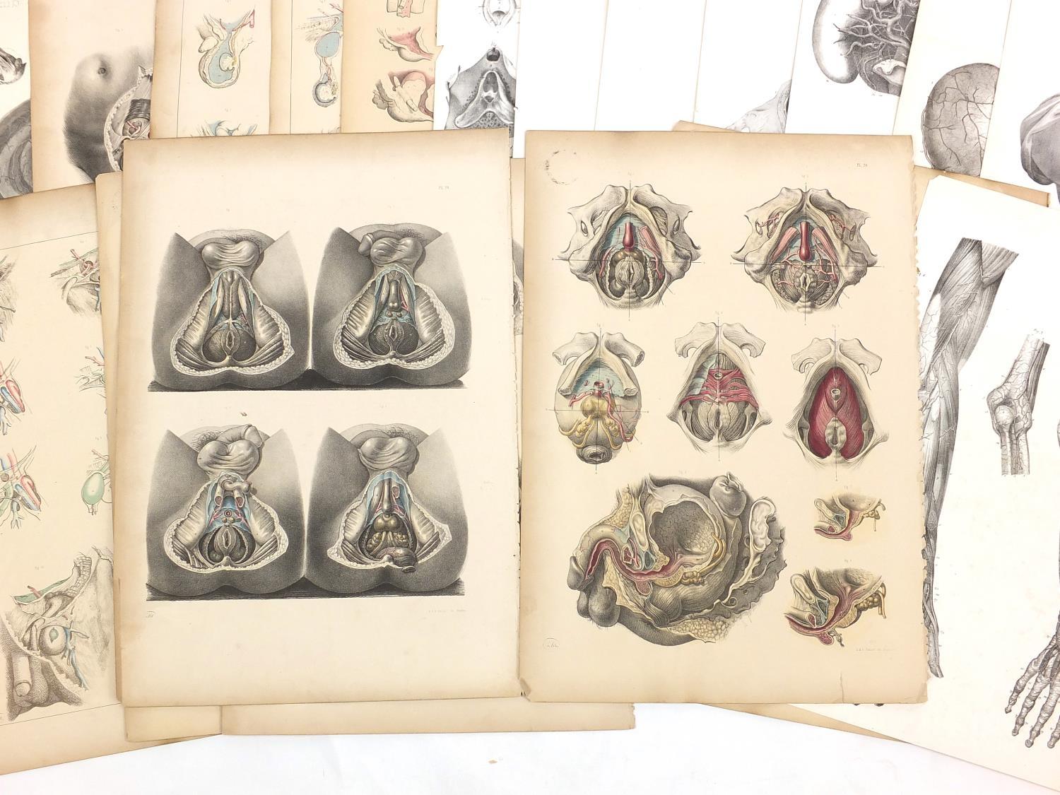 Portfolio of antique anatomical engravings, some coloured, each 53cm x 35cm : For further - Image 8 of 8
