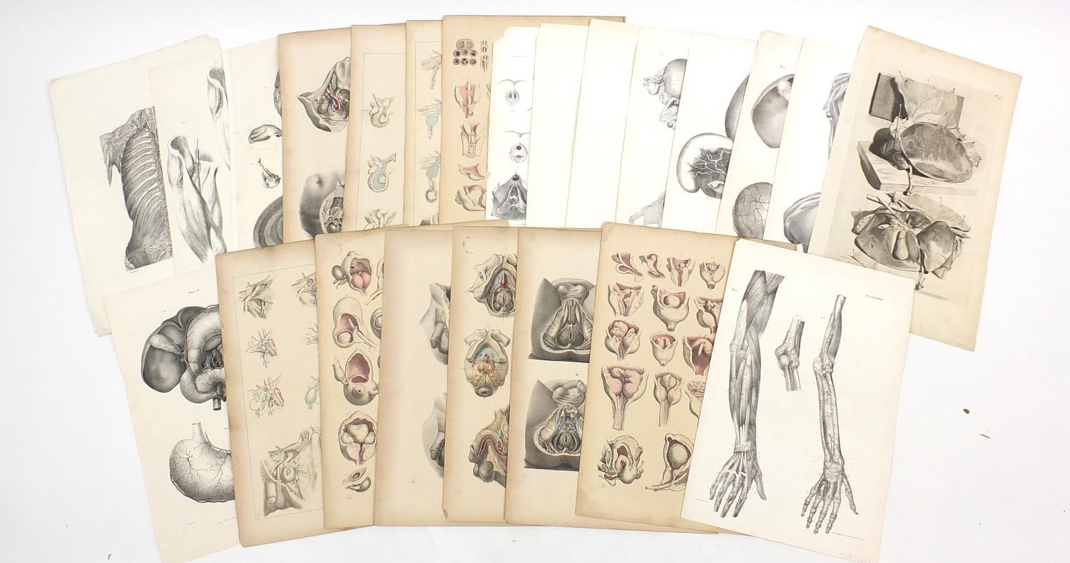 Portfolio of antique anatomical engravings, some coloured, each 53cm x 35cm : For further