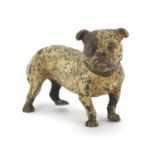 Austrian cold painted bronze Bulldog, stamped Geschutz to the underside, 11.5cm in length : For