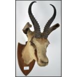 An Edwardian 1902 taxidermy armorial mounted gazel