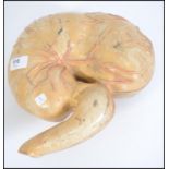 A 20th century medical model of a human stomach split onto two halves. Measures 25cms wide.