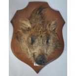 Taxidermy Interest A believed early 20th century taxidermy boars head being mounted onto an oak