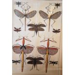 A framed and glazed French school science poster depicting flying insects. Measures 92cm high x 70cm