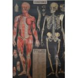 A 20th century framed and glazed L'Anatomie poster depicting the human body in the Victorian