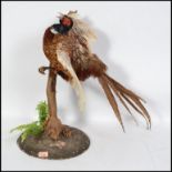 An early 20th century taxidermy study of a cock Ph