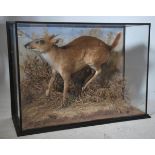 Taxidermy Interest. A large cased Muntjac deer bei