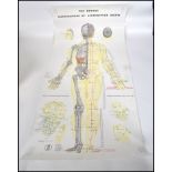 A series of anatomical posters dating to the  20th