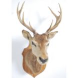 A large 20th century Taxidermy mounted Stag / deer