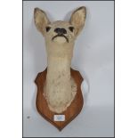 A superb taxidermy example of a female roe deer head believed to be 1920's backed onto an armorial