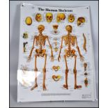 A series of 8 laminated anatomical posters dating