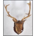 A 19th century Victorian taxidermy red deer stag's trophy heads. With all his rights having 16 point