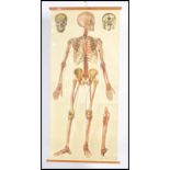 An original early 20th century hospital anatomical poster of the human body being scroll form with
