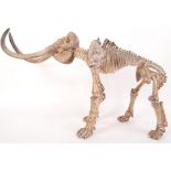 A plaster scientific Osteology scaled down study of an adult  Woolly Mammoth displaying the skeleton