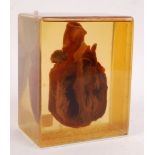 A 20th century medical / hospital display ' real ' human heart being set within perpex cased with