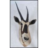 A taxidermy specimen of a preserved East African Oryx head (Oryx besia) having detachable horns