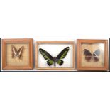 A group of vintage 20th century taxidermy butterflies held within glass fronted displays. Please see